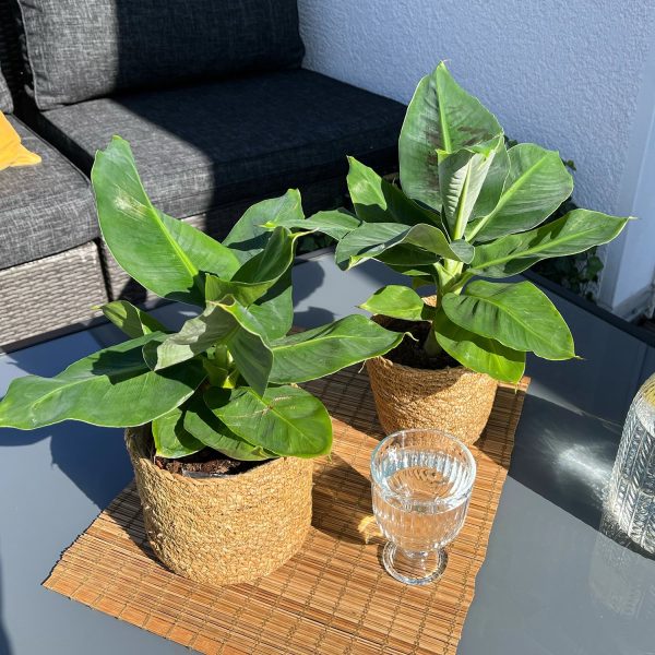 Banana Buddies Im Angebot – Bild 2