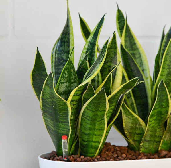 Hydro Büropflanzen Set Sideboard Sansevieria Zu verkaufen – Bild 3