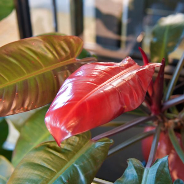Hydro Philo Imperial Red Mode – Bild 2