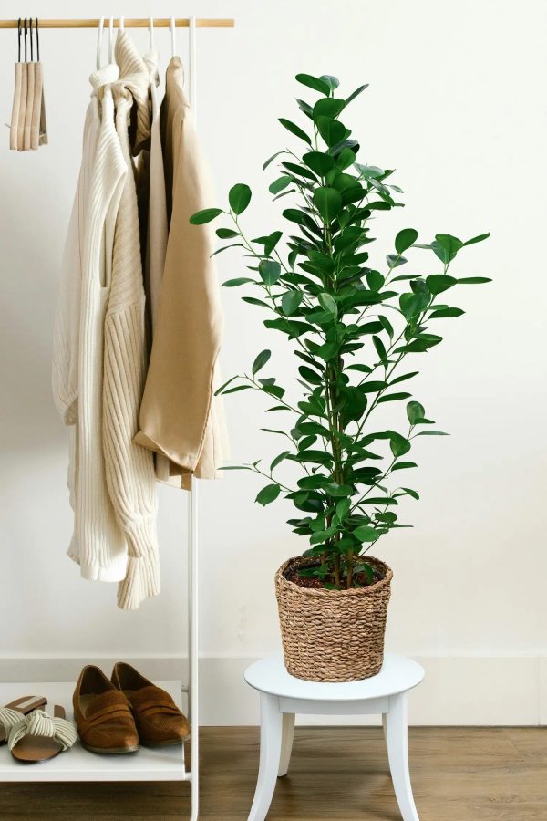 Große Chinesische Feige Ficus Moclame, 100-110cm Im Angebot – Bild 2