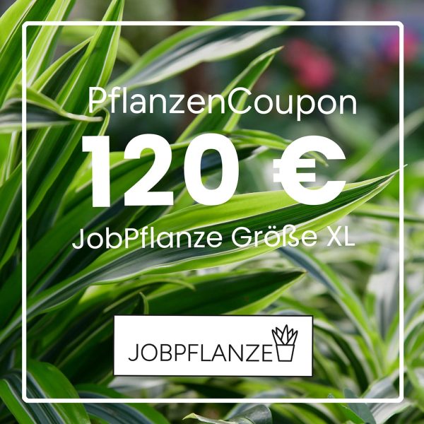 JobPflanze Coupon 120€ Jetzt online