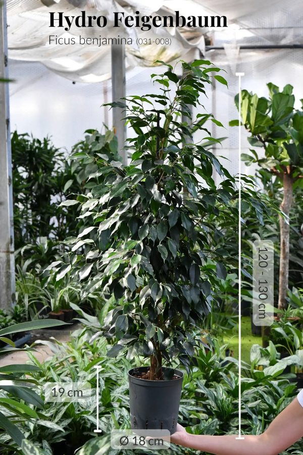 Hydro Kingsize Ficus Benjamina, 110-120cm Verkauf – Bild 4