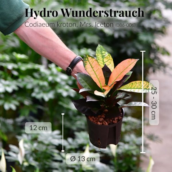 Hydro Mrs. Iceton Mode – Bild 2
