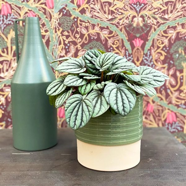 Peperomia Pärchen Verkauf – Bild 3