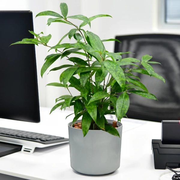 JobPflanze Botanical Bambus Zu verkaufen
