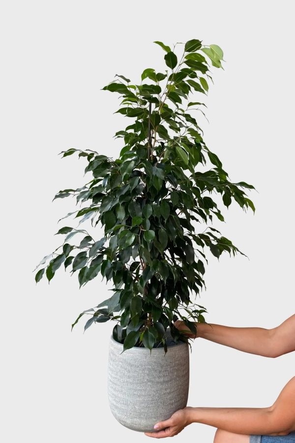 Hydro Kingsize Ficus Benjamina, 110-120cm Verkauf