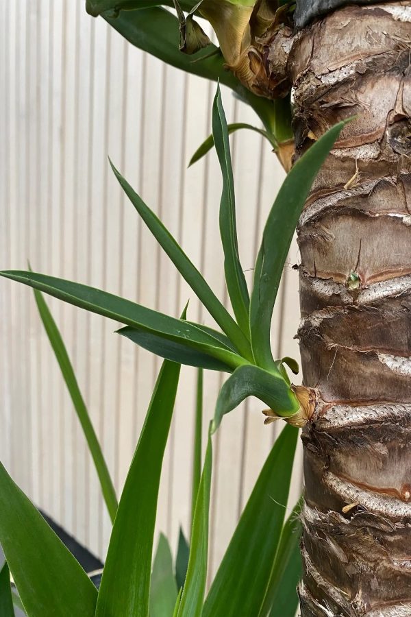 XXL Yucca Palme 3 stämmig, 130-140cm Online-Schn?ppchen – Bild 3