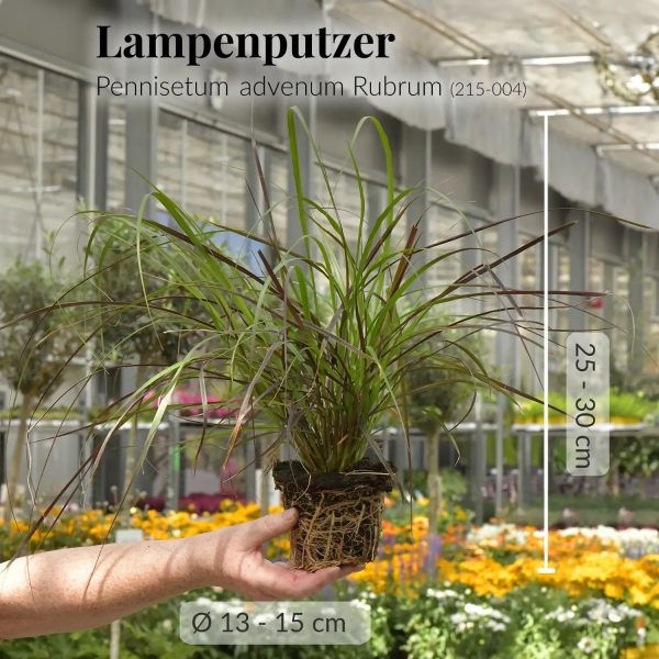 3er Box Rotes Pennisetum Gras Angebot – Bild 3