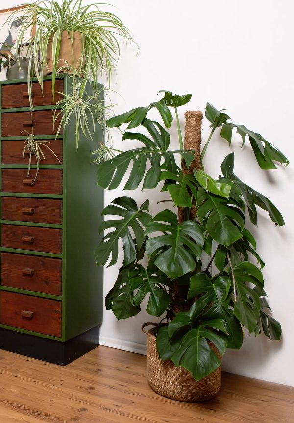 Große Monstera am Stab 110-120cm Schn?ppchen – Bild 2