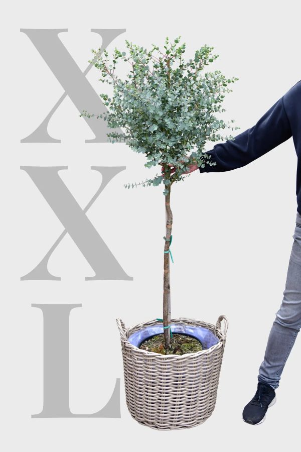 Echter XXL Eukalyptusbaum, 160-170cm Verkauf – Bild 3