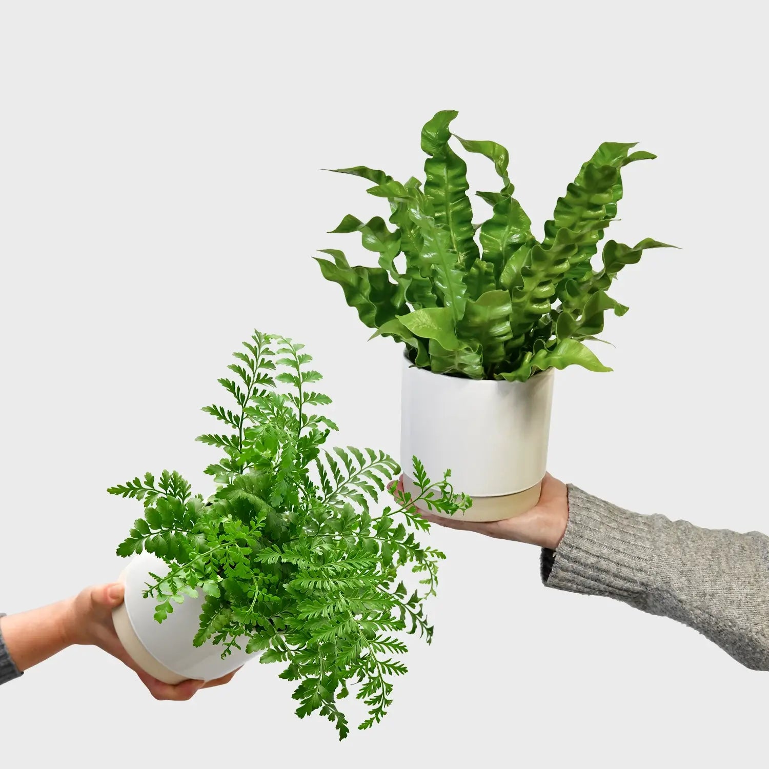 Nestfarn Duo Jetzt online