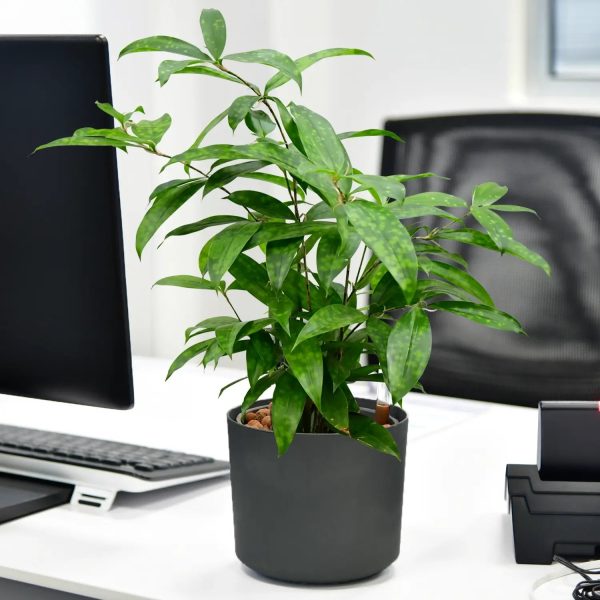 JobPflanze Botanical Bambus Zu verkaufen – Bild 3