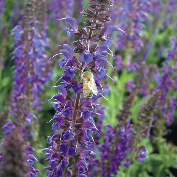 3er Box bienenfreundliche blaue Salvia Verkauf – Bild 2
