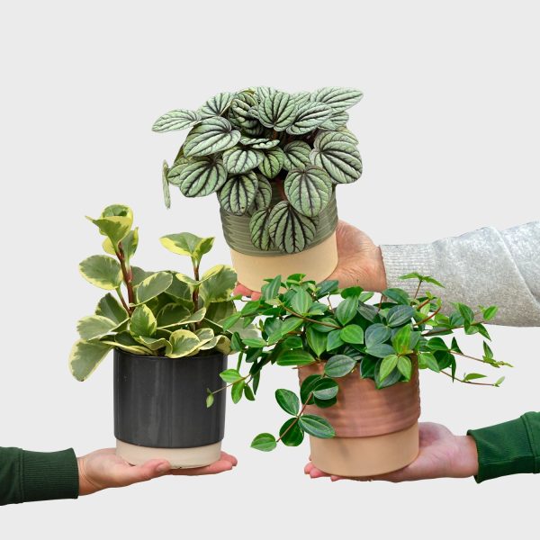 Mia Peperomia Mode