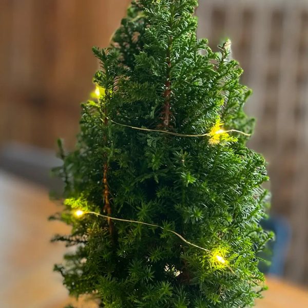 3er Übertopfset 3S Seegraskorb mit Lichterketten 10LED Verkauf – Bild 2