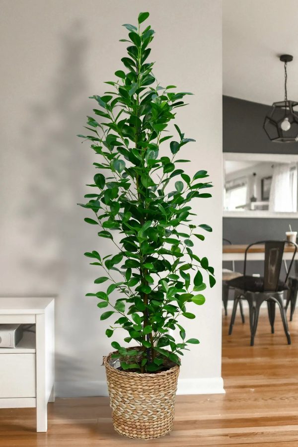 XXL Chinesische Feige Ficus Moclame, 140-150cm Verkauf