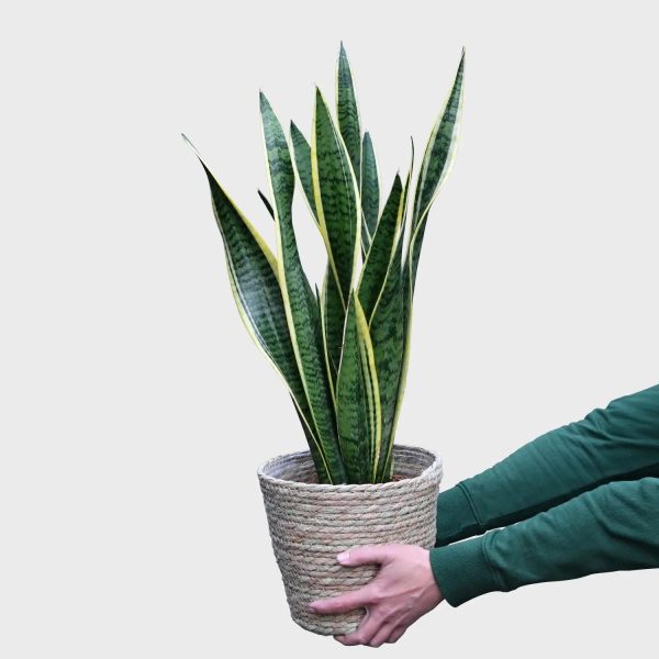 Schöne Schwiegermutterzunge Online-Schn?ppchen