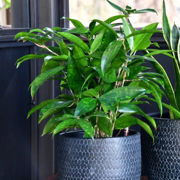JobPflanze Botanical Bambus Zu verkaufen – Bild 2