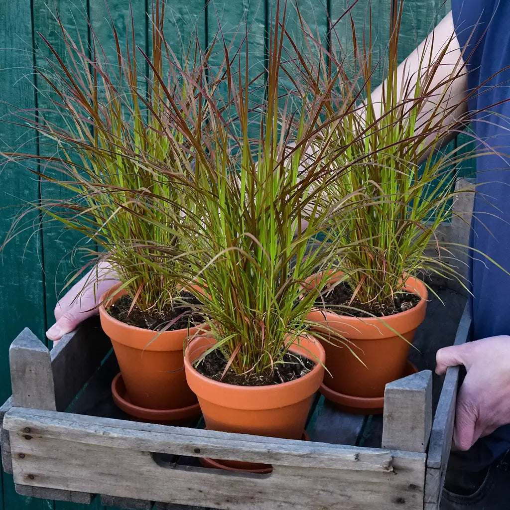 3er Box Rotes Pennisetum Gras Angebot