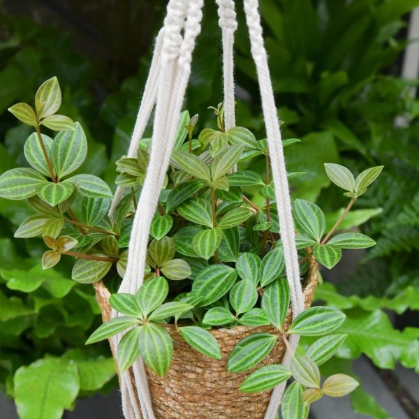 Mia Peperomia Mode – Bild 3