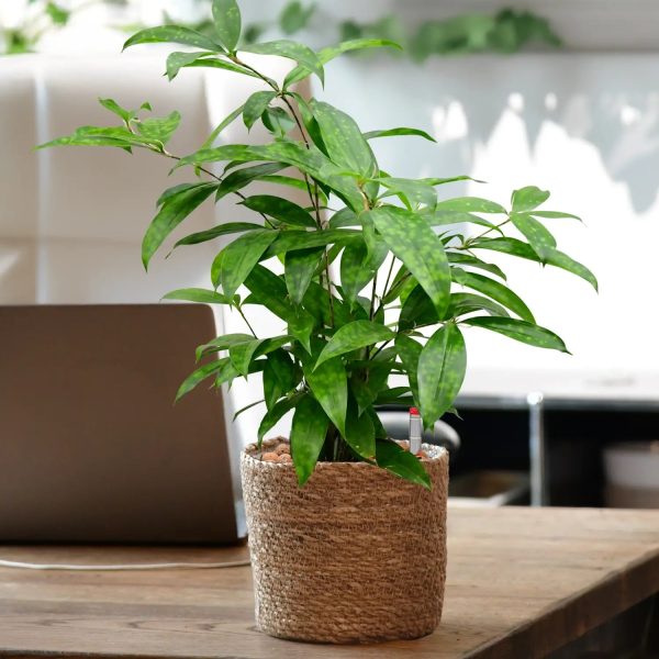 JobPflanze Botanical Bambus Zu verkaufen – Bild 4