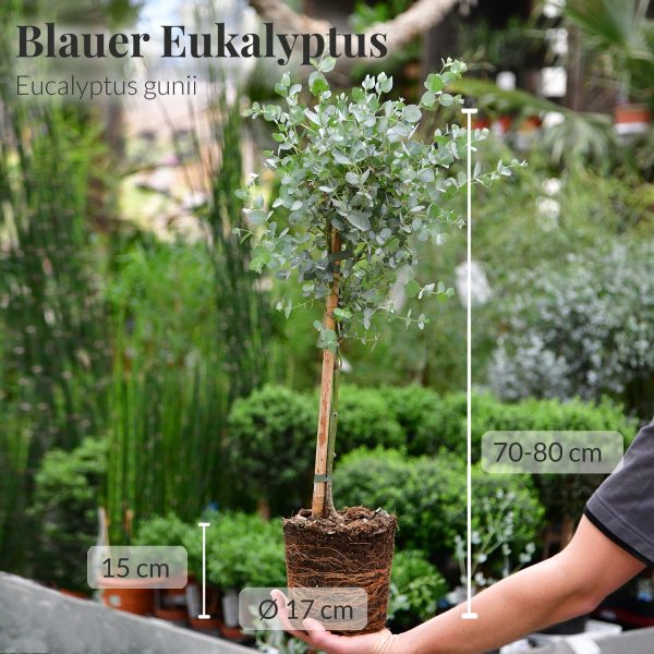 Eukalyptus Bäumchen Rabatt – Bild 4