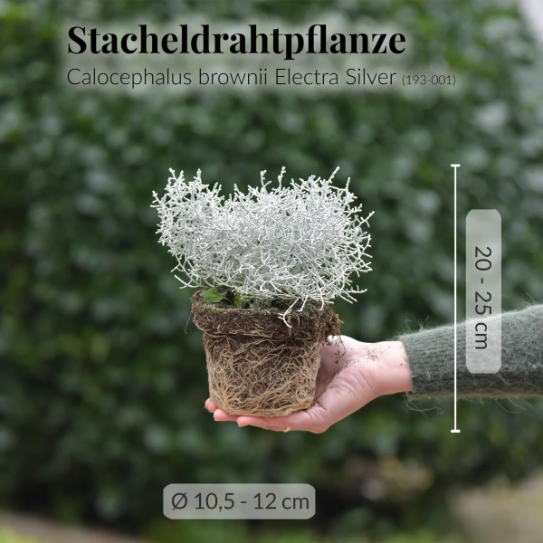 3er Box Rosa Winter Balkonpflanzen Online – Bild 5