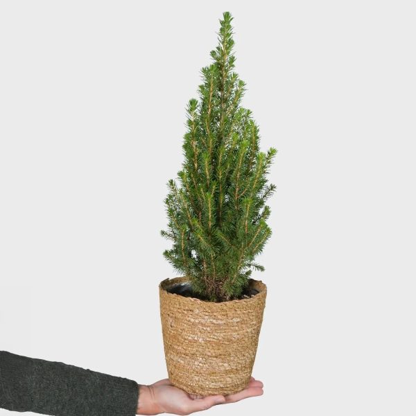 Kleiner Weihnachtsbaum im Topf, 30-40cm Mode