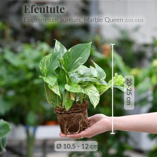 Efeutute Marble Queen Schn?ppchen – Bild 2