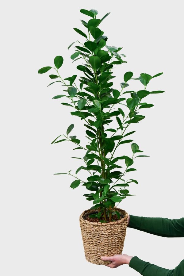 Große Chinesische Feige Ficus Moclame, 100-110cm Im Angebot