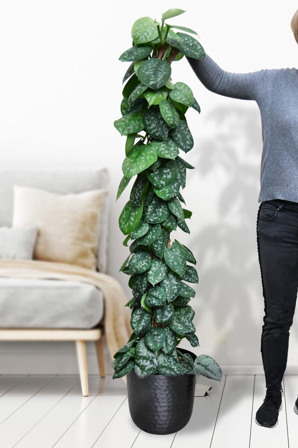 XXL Efeutute Scindapsus 150cm Jetzt online – Bild 3