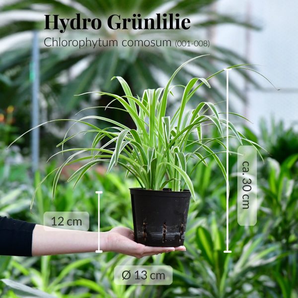Hydro Grünlilie Im Angebot – Bild 3
