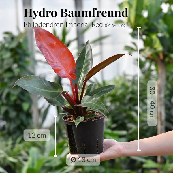 Hydro Philo Imperial Red Mode – Bild 3