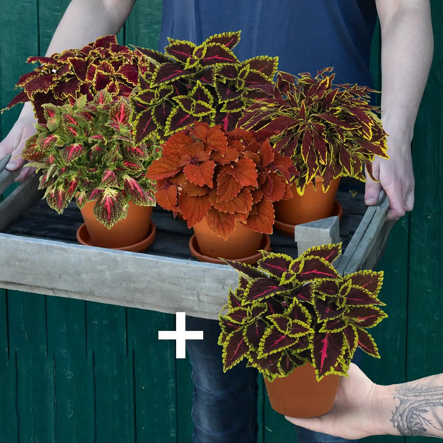 5 + 1 Coleus Jungle Im Angebot