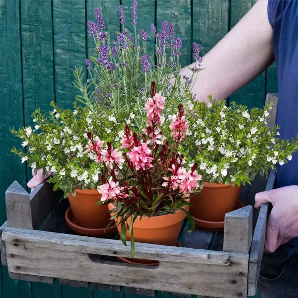 4er Box Frische Bienenweide Jetzt online