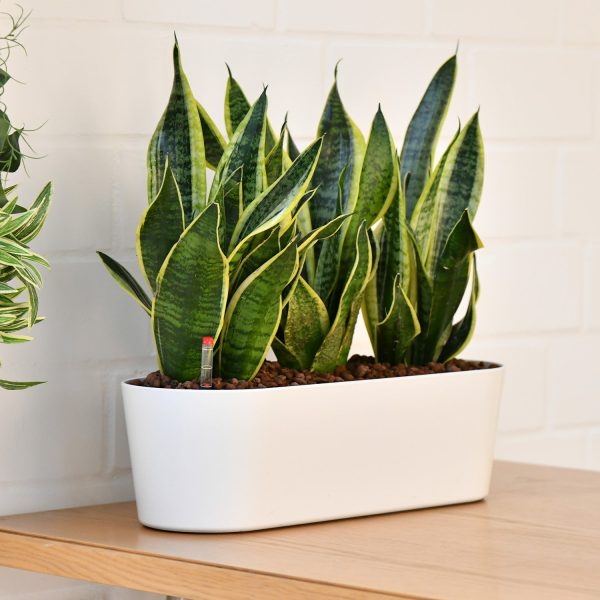 Hydro Büropflanzen Set Sideboard Sansevieria Zu verkaufen