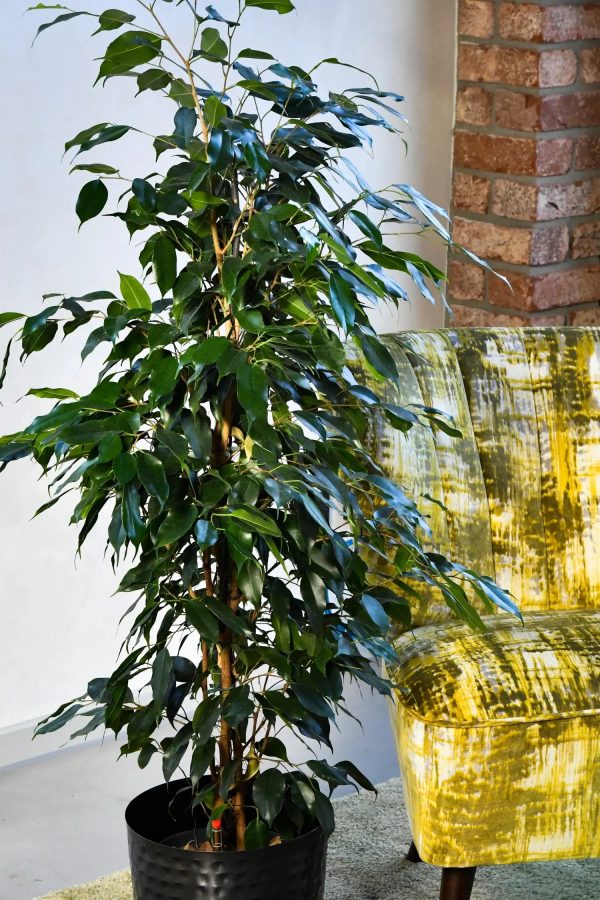 Hydro Kingsize Ficus Benjamina, 110-120cm Verkauf – Bild 2