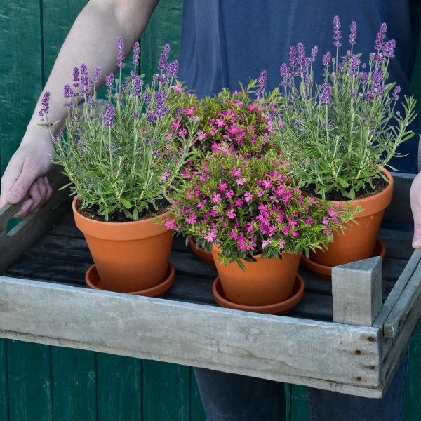 4er Box Lila Bienenweide Im Angebot