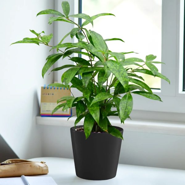 JobPflanze Botanical Bambus Zu verkaufen – Bild 5
