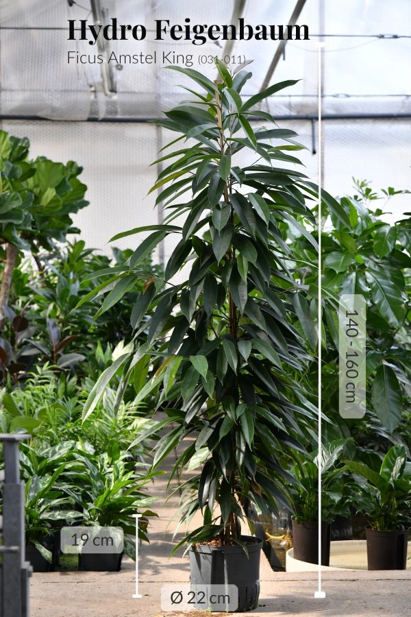 Hydro XXL Ficus Amstel King, 140-160cm Im Angebot – Bild 2