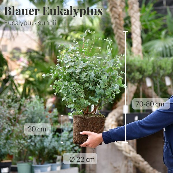Duftender Eukalyptus Busch Online-Schn?ppchen – Bild 4