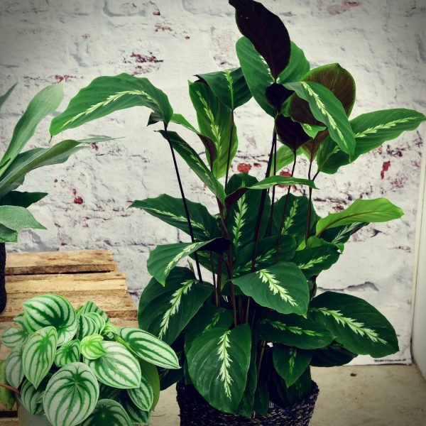 Calathea Maui Queen Schn?ppchen – Bild 2