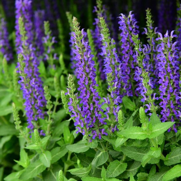 3er Box bienenfreundliche blaue Salvia Verkauf – Bild 3