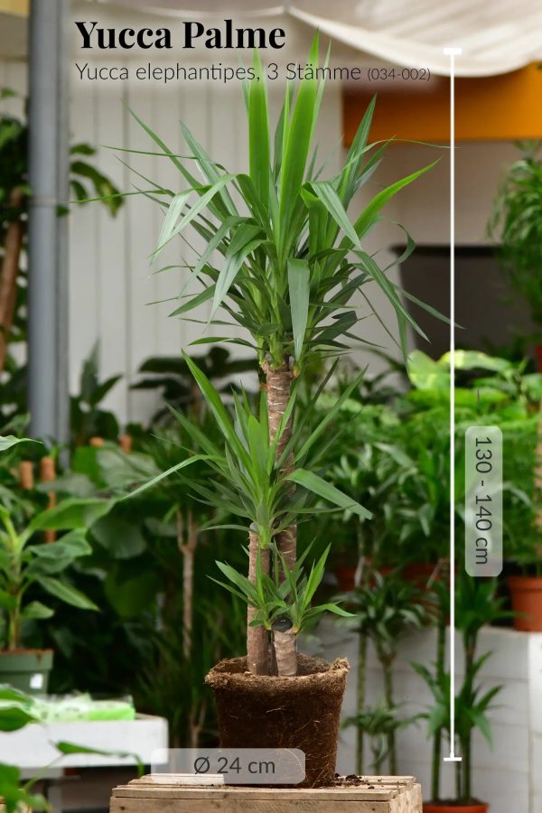 XXL Yucca Palme 3 stämmig, 130-140cm Online-Schn?ppchen – Bild 4
