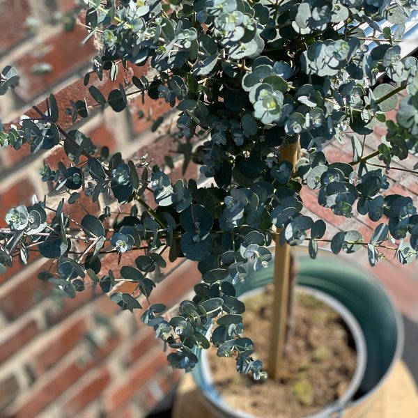 Eukalyptus Bäumchen Rabatt – Bild 2