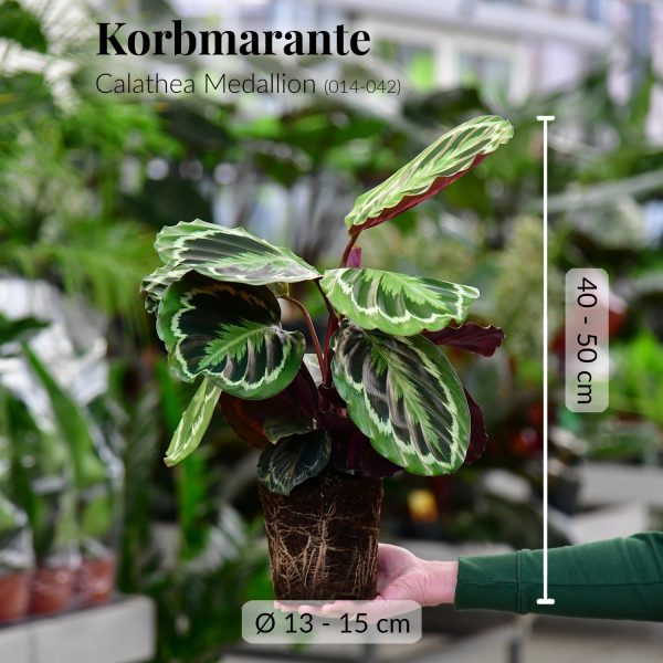 Calathea Medallion Online-Schn?ppchen – Bild 4