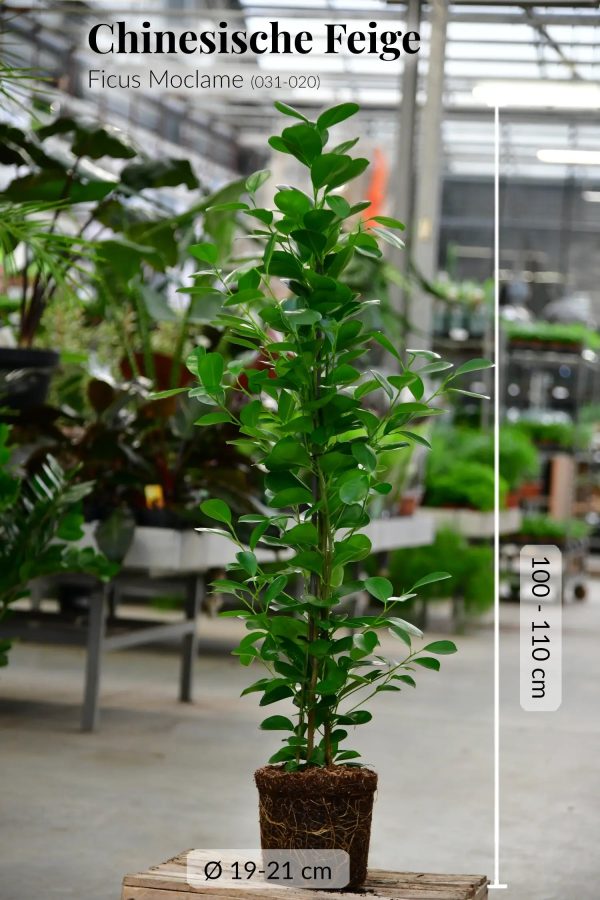 Große Chinesische Feige Ficus Moclame, 100-110cm Im Angebot – Bild 3