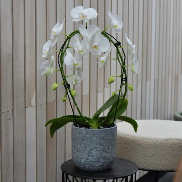 Weißer Orchideen-Bogen Mode