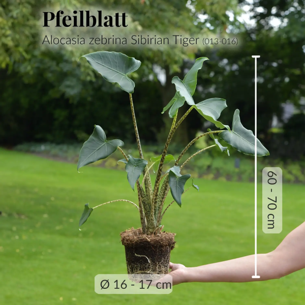 Alocasia Zebrina Online – Bild 5
