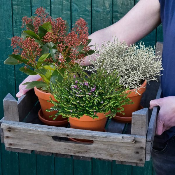3er Box Rosa Winter Balkonpflanzen Online